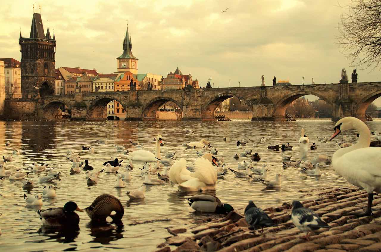 Лебеди на набережной — визитная карточка Карлова моста в Праге. Источник фото: Shutterstock. 