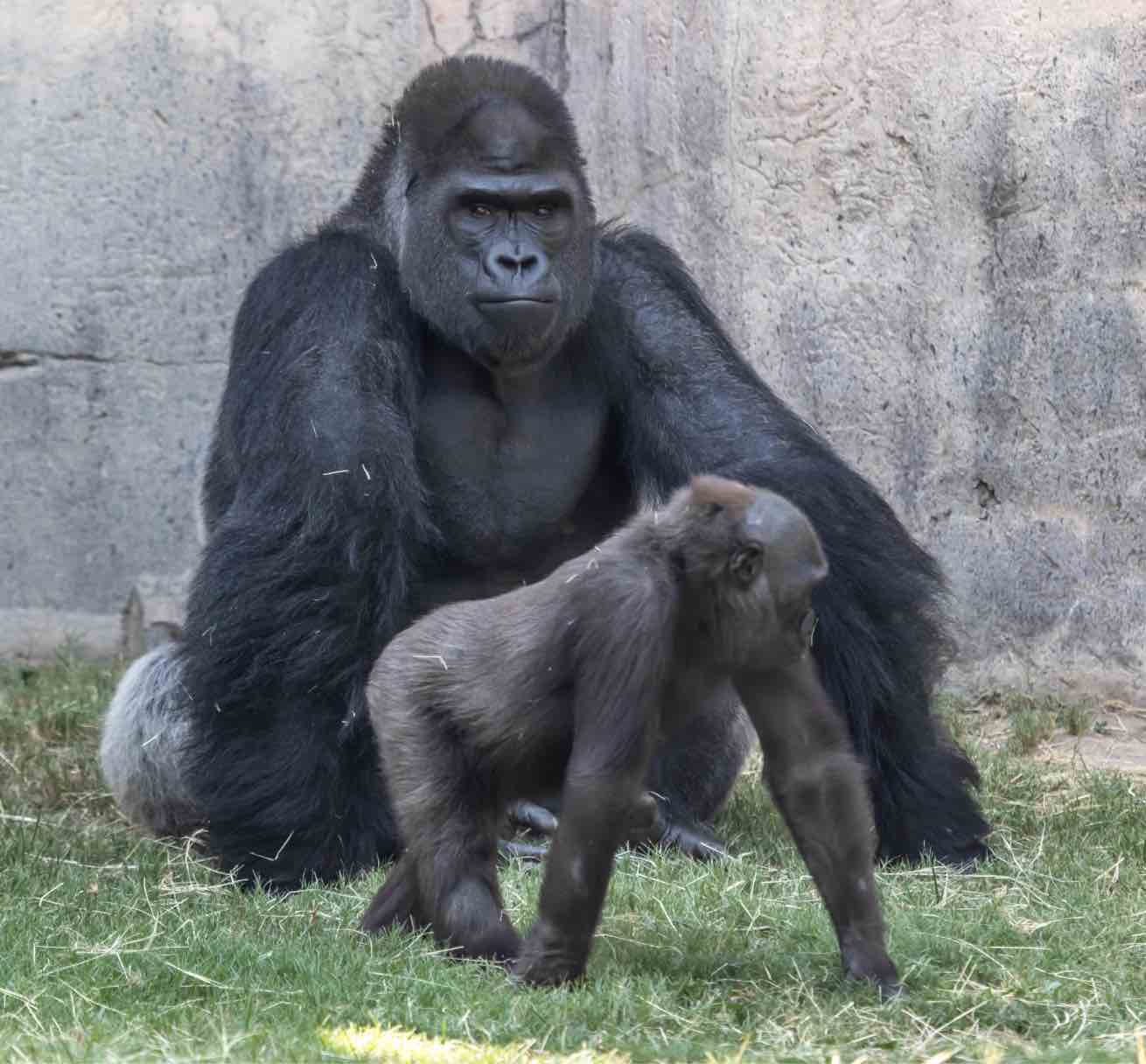 Семейство горилл — самые главные обитатели пражского зоопарка. Особую слабость к ним питает и директор зоопарка Мирослав Бобек (он сам об этом неоднократно признавался в интервью). Источник фото: Shutterstock.  